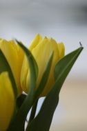 gentle bouquet of yellow tulips