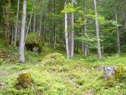 forest glade in dense moss