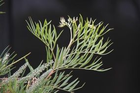 grevillia leaf on a dark blurred background