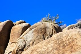 cactus among big stones