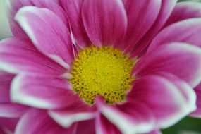 summer bright flower close up