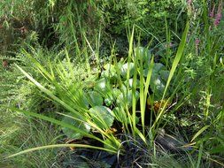 pond reed plant