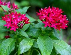 red flowers with green leaves in nature