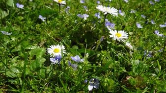 Beautiful white and yellow daisy flowers among the grass on the meadow