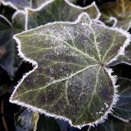 plant leaf in hoarfrost