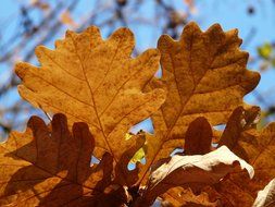 oak leaves in a sunny autumn day