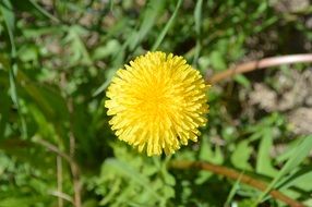 sunny yellow Dandelion flower in a grass