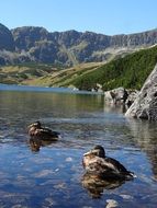ducks on the clear water in the pond