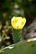 Yellow flower cactus bloom