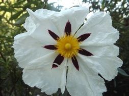 white flower of Cistus ladanifer, rockrose, close up