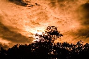 sunset leaf leaves orange color
