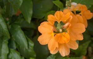 Natural orange flowers