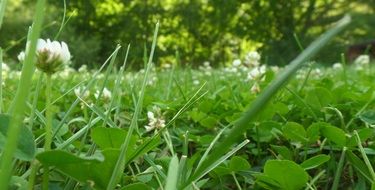 white clover in a green meadow