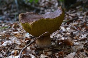 unusual mushroom among dry foliage