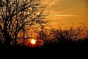 sunset on the yellow sky in summer