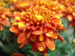orange garden flowers in water drops