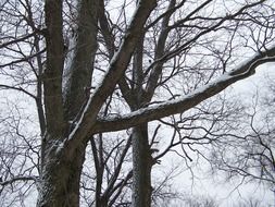 snow-covered trees against the sky