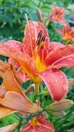 raindrops on pink lilies in the garden