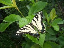 Beautiful colorful butterfly on the green leaf in the forest