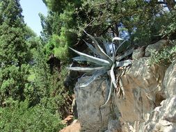 agave growing on stone at greenery, croatia, krk, istria