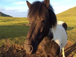 Brown and white horse on the landscape