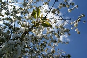 cherry branches with flowers at sky