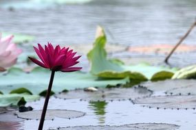 dark red lotus flower on the pond