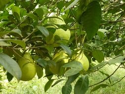 green pears fruits on the tree