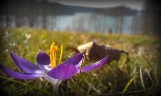 Beautiful colorful flower near the lake