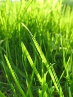 green grass in a meadow close-up