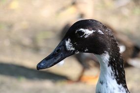 profile portrait of a duck with a black head