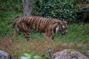 tiger animal wildlife portrait