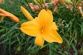 Yellow flowers nature spring brands