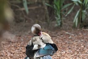 Duck cleans feathers
