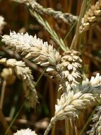 spike with cereals close up