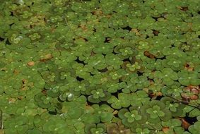 lots of clover leaves in the water
