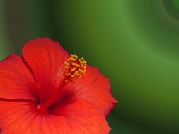 marshmallow hibiscus blossom bloom