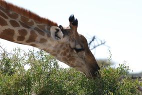 giraffe eating