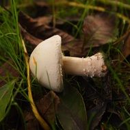 cut mushroom on the grass close up