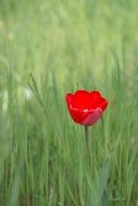 closeup photo of lonely red tulip on green field