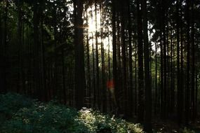 golden october forest at night