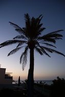 photo of palm tree at night