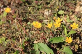 oxalis pes-caprae, yellow flowers