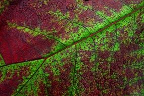 dark red leaf with green veins closeup