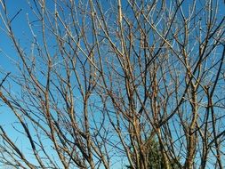 leafless tree against the sky