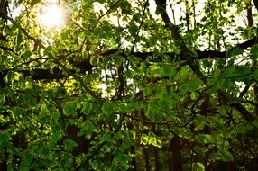 Sunshine in leaves branches trees