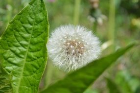 macro picture of Fluffy dandelion plant