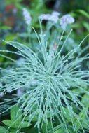 dew drops on the horsetail