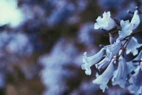 white bells on a stalk