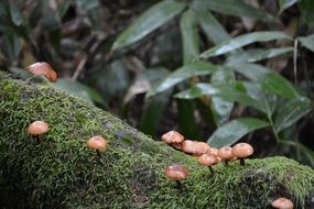 Brown mushrooms on green moss among the green plants in the beautiful forest